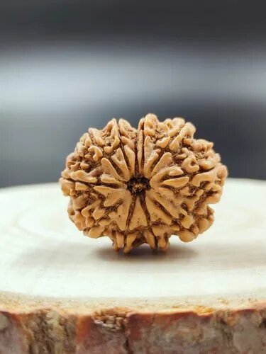 10 Mukhi Rudraksha