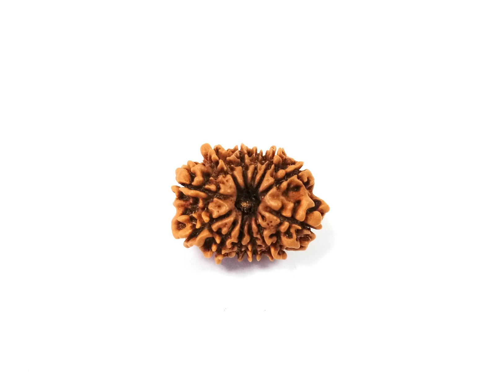 12 Mukhi Rudraksh