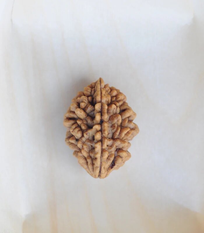 2 Mukhi Rudraksha