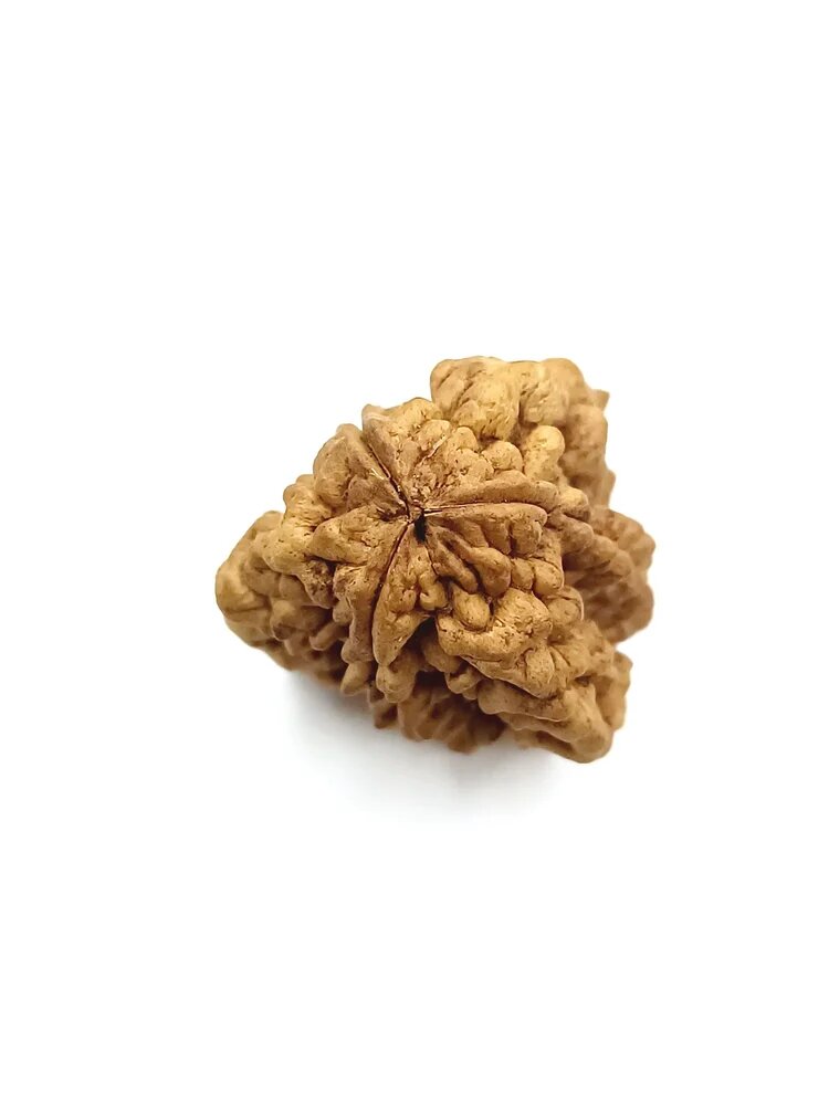 3 Mukhi Rudraksh