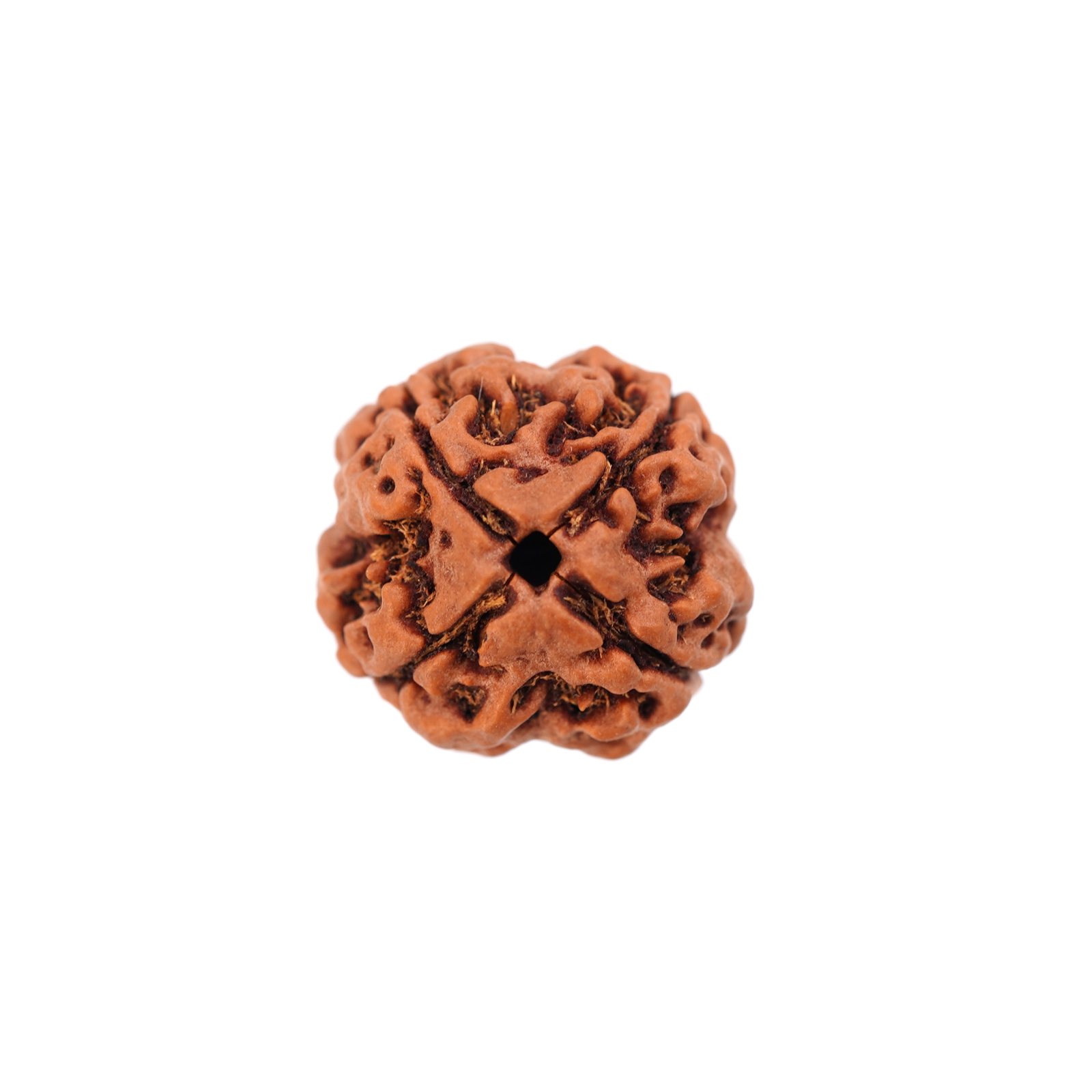 4 Mukhi Rudraksha