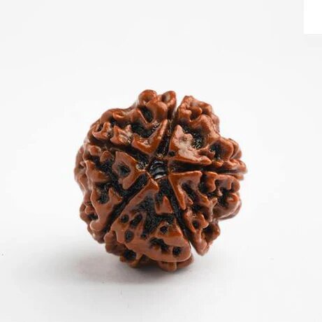 5 Mukhi Rudraksh