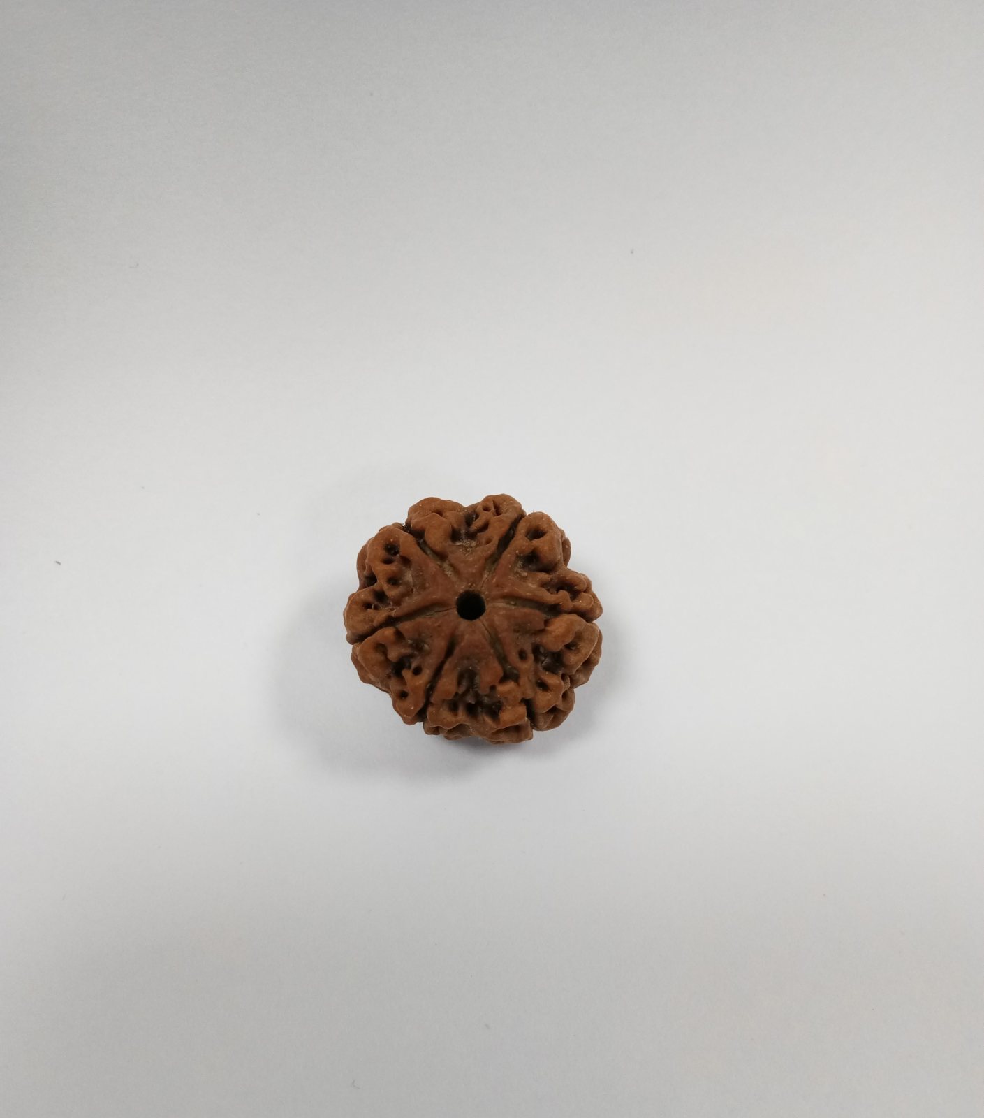 6 Mukhi Rudraksh