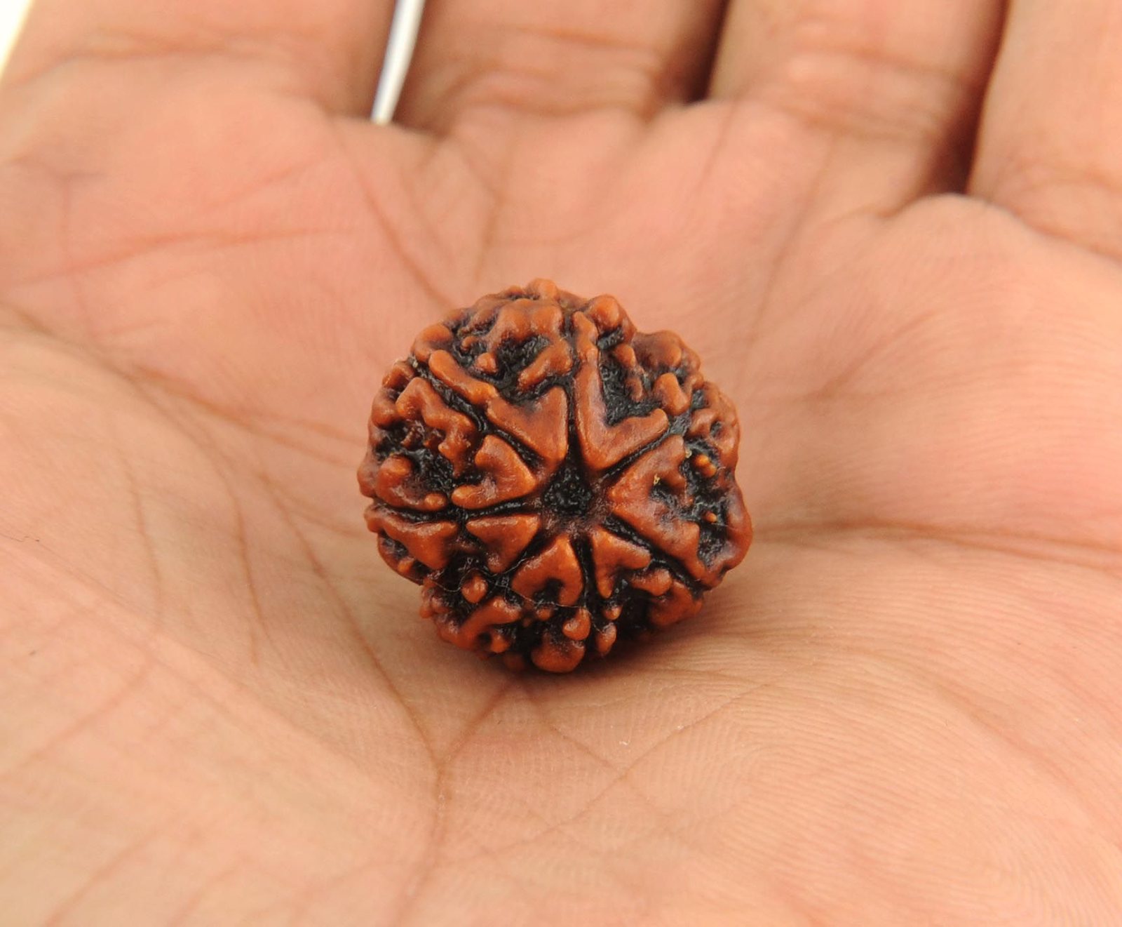 7 Mukhi Rudraksha