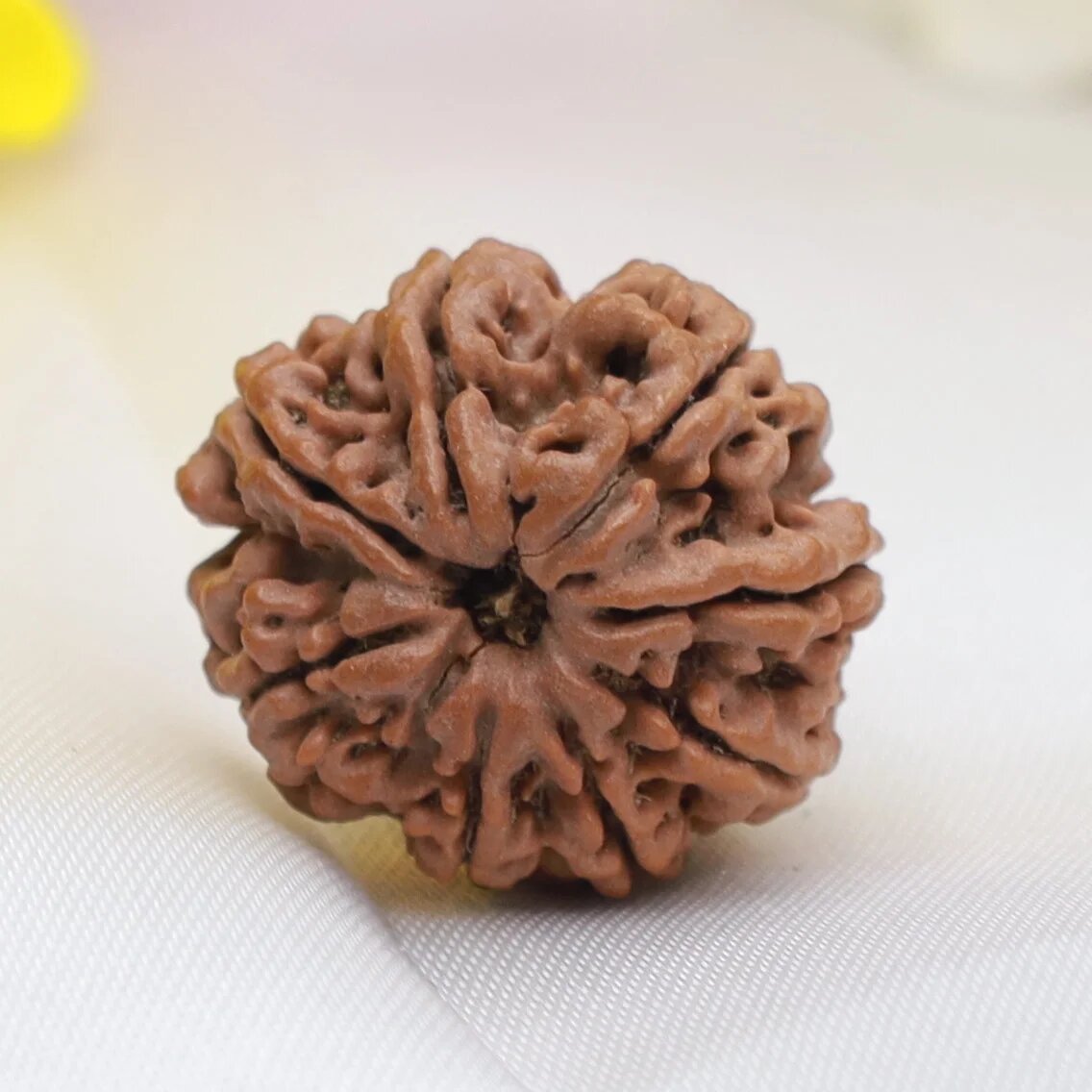 8 Mukhi Rudraksha