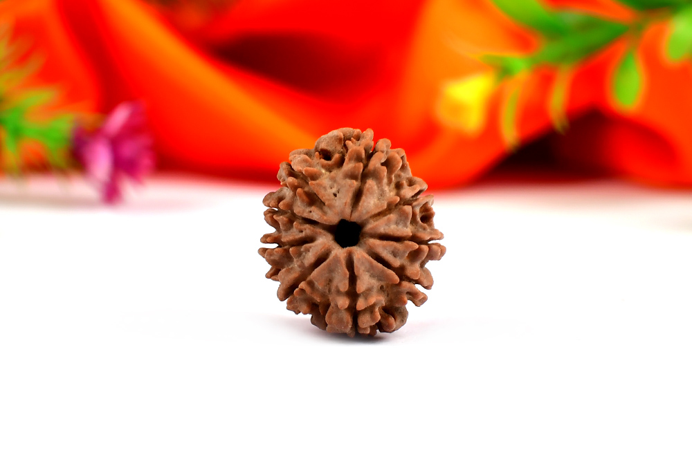 9 Mukhi Rudraksh