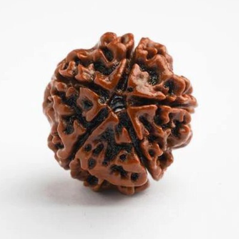 5 Mukhi Rudraksh