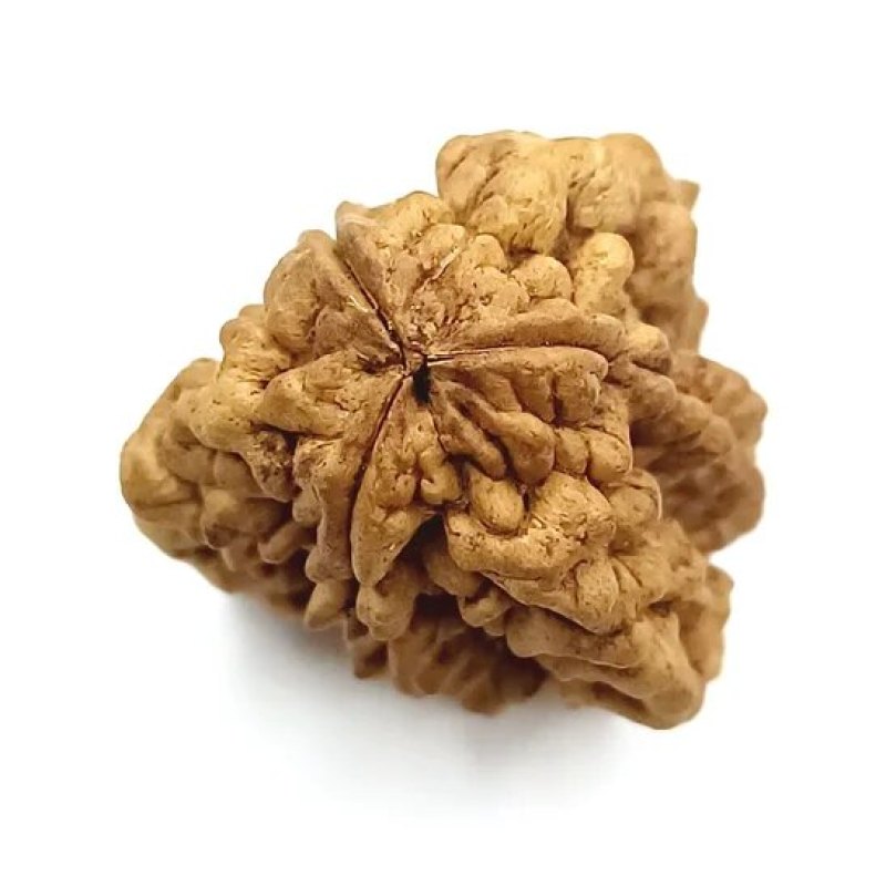 3 Mukhi Rudraksh
