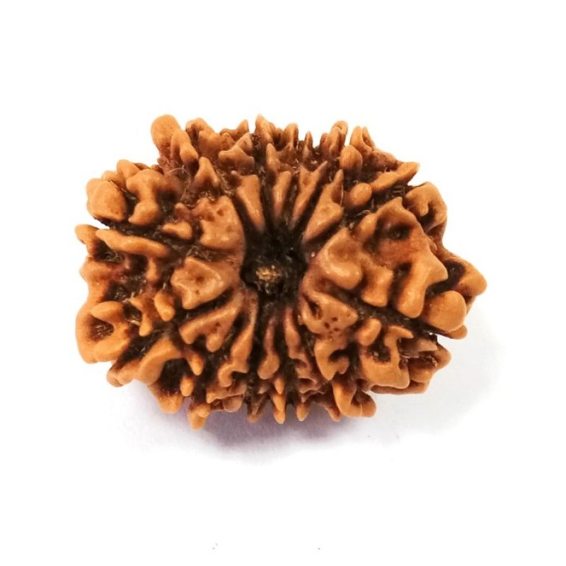 12 Mukhi Rudraksh