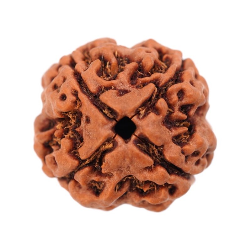 4 Mukhi Rudraksha