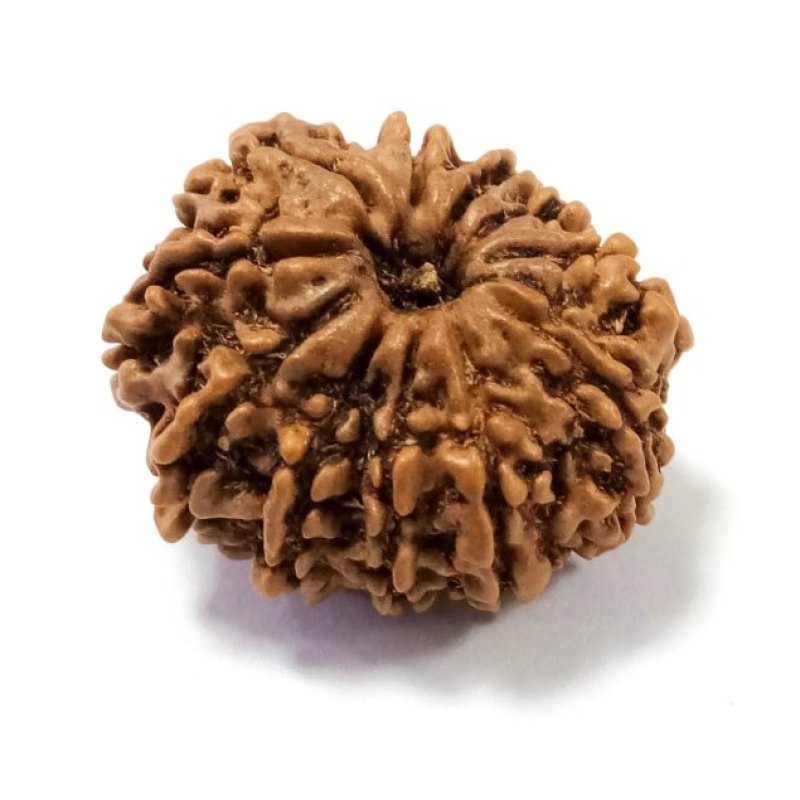 11 Mukhi Rudraksh