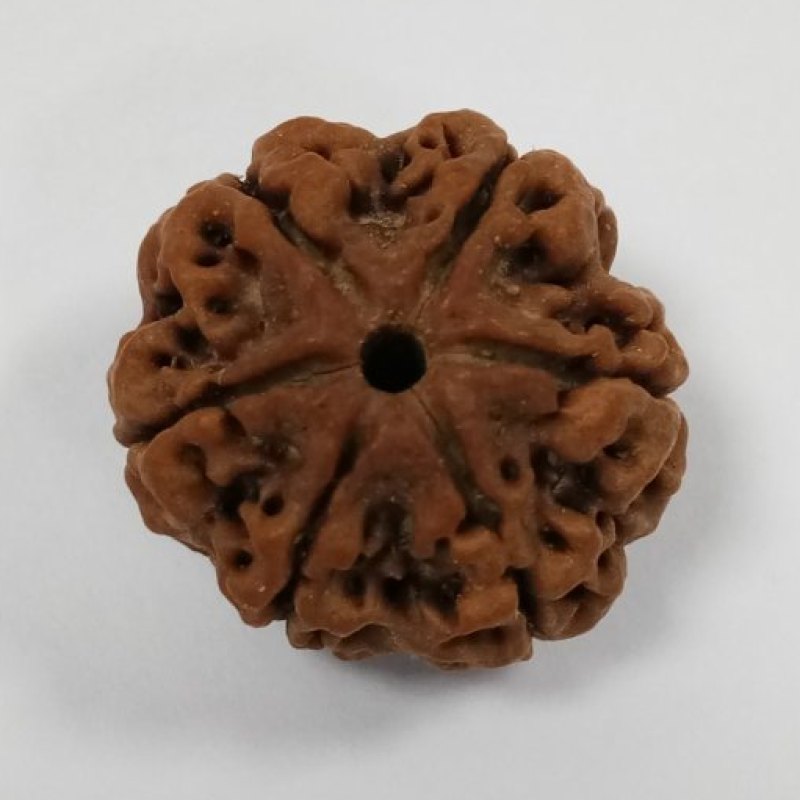 6 Mukhi Rudraksh (Premium)